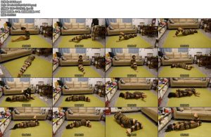 [胜景影视] 豹纹女M胶带缚-丝依依