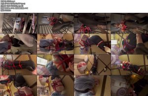 [柚里原创] 纱柚绳屋被紧缚堵嘴禁锢一整天的兔子洞女士南娘反而更加亢奋柚里主人玩弄欲求不满的她后牵出来继续虐待最后关灯离开她被马具口球抬头驷马放置一晚上-丝依依