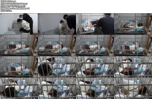 [绳之韵] 瑾瑜的清明假期（第四集）乖狗狗捆绑入笼，驷马捆绑，股绳固定-丝依依