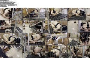 [缚予原创] 你的女神我的狗系列慕狗小可驯化记下K9跪爬牵引爬行训练踩踏骑乘臣服跪趴唱征服狗狗命令耳光SP惩罚狗笼-丝依依