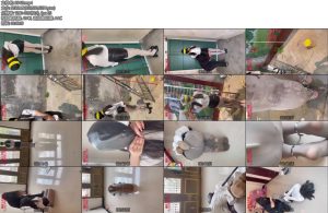 [媚娘原创] M自救的道路上困难重重-丝依依