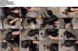 [JIOJIO原创] 犬奴调教2-丝依依