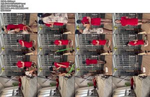 [皖北原创] 新人花花捆绑体验旗袍黑色高跟五花驷马-丝依依