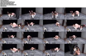 [试炼原创] 倩倩人形犬电击特辑下采访篇郊狼100被电的口水一直流全身震颤痛苦嚎叫采访倩倩直言这次是有史以来最痛苦的一次-丝依依