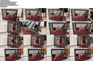 [涵涵原创] 涵涵 旗袍黑丝 K9狗笼固定 PJGC-丝依依