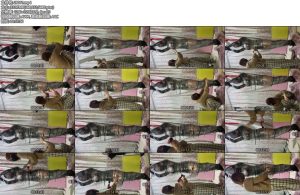 [伊伊原创] 伊伊女王X小宁伊宁（01）保鲜膜全包X筋膜枪-丝依依