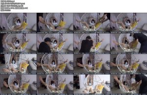 [新月原创] 佳怡jk肉丝吊篮捆绑手铐前手吊傅棒子gc妹子大喊大叫又时而妖娆差点失禁了-丝依依