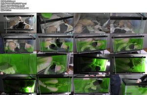 [亚洲绳艺] えすえふ シチ-丝依依