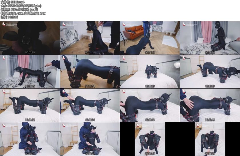 [九尾少女] 家养母狗常态驯化封闭五感K9犬姿爬行调教感官封闭紧身衣的人形母犬搭配玩具奖励GC-丝依依