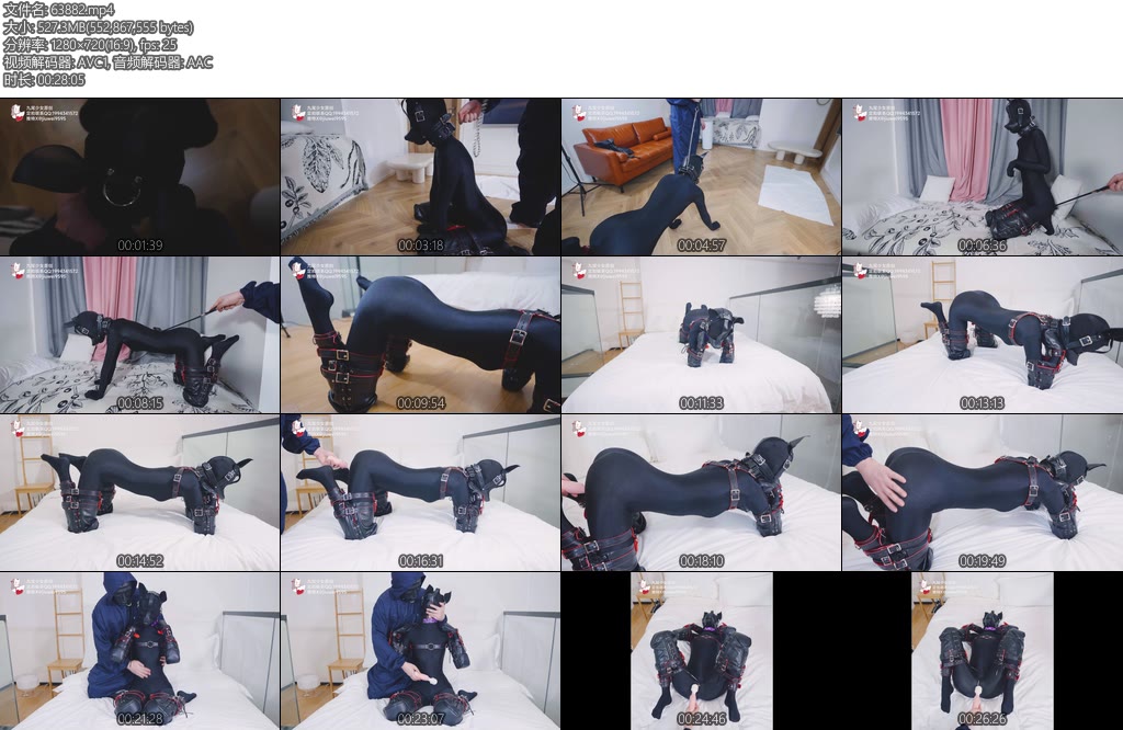 [九尾少女] 家养母狗常态驯化封闭五感K9犬姿爬行调教感官封闭紧身衣的人形母犬搭配玩具奖励GC-丝依依